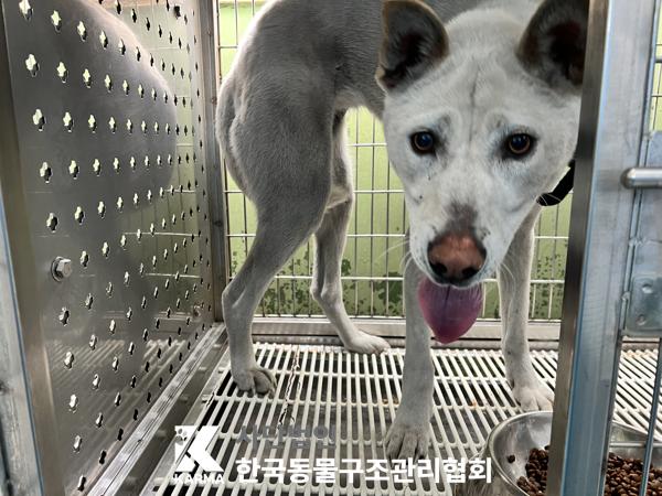 한국동물구조관리협회_411322202500185